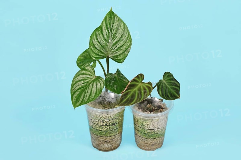 Concept for upcycling old plastic coffee cups as repurposed greenhouse for propagating houseplant cuttings with high air mositure