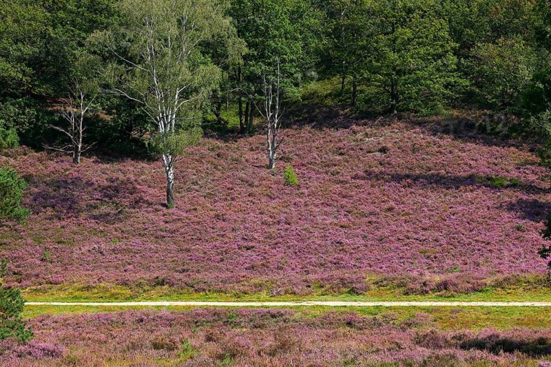 Fischbeker Heide nature reserve, heath blossom, flowering common heather (Calluna vulgaris), Hamburg, Germany, Europe
