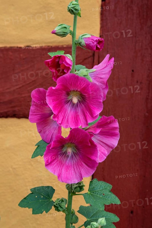 Flowering common hollyhock (Alcea rosea) at a half timbered house in Ystad, Scania, Sweden, Scandinavia, Europe