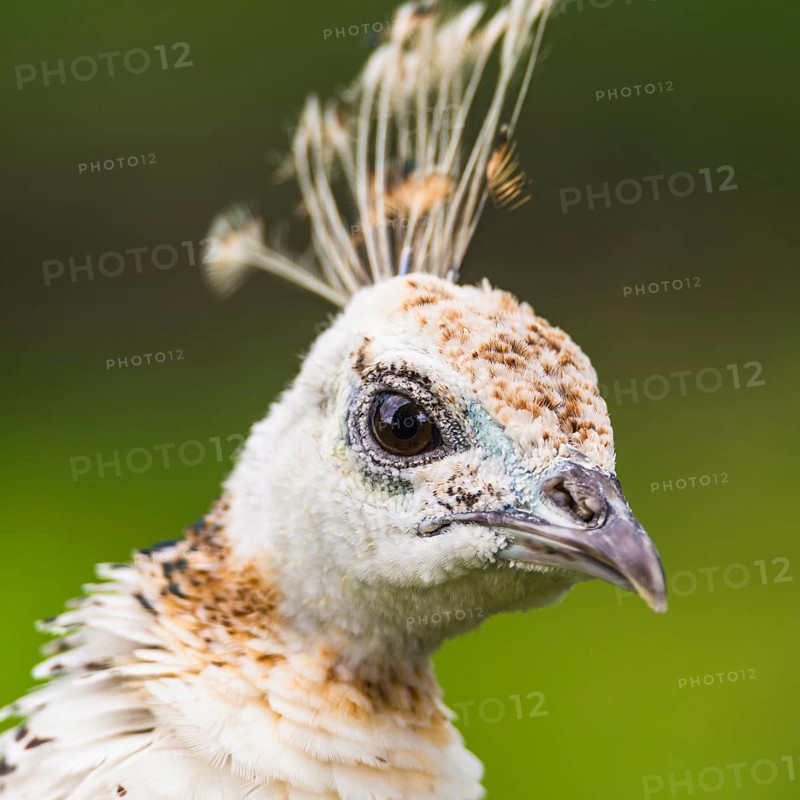 Portrait of Female Indian Peafowl (Pavo cristatus)