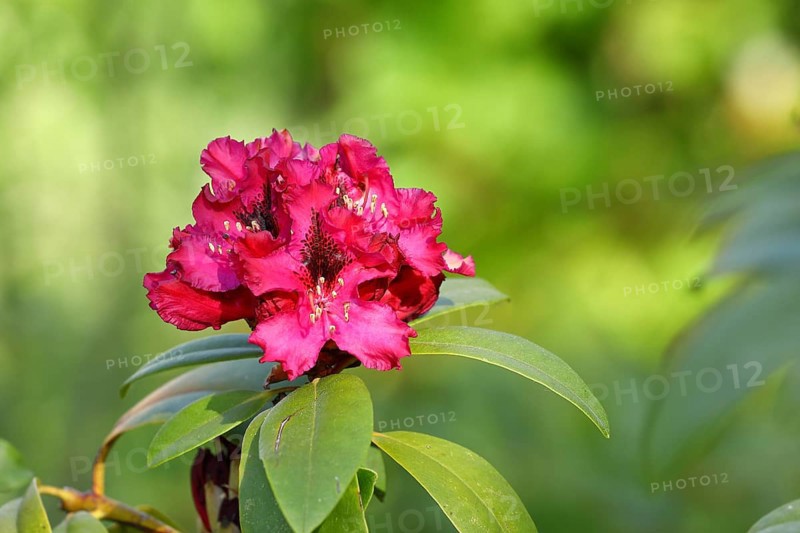 Red rhododendron (Rhododendron) flower, in a garden, Wilden, North Rhine-Westphalia, Germany, Europe