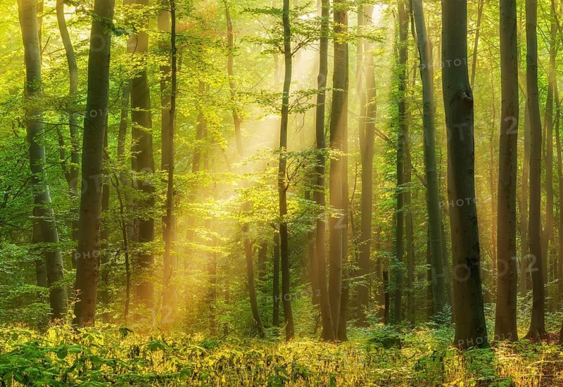 Natural beech forest, sun shining through morning mist, Hohe Schrecke mountain range, Thuringia, Germany, Europe