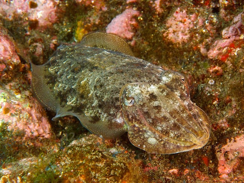 Common cuttlefish (Sepia officinalis), common cuttlefish juvenile, dive site Los Cancajos, La Palma, Canary Islands, Spain, Atlantic Ocean, Europe