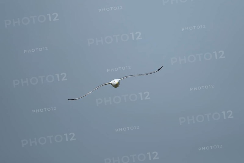 Kittiwake (Rissa tridactyla) adult bird in flight, Suffolk, England, United Kingdom, Europe