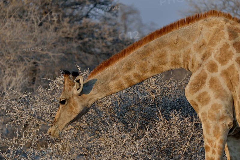 Giraffe (Giraffa camelopardalis) eating, Etosha National Park, Namibia, Africa