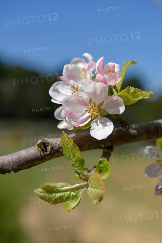 Flower of the European wild apple (Malus sylvestris), near Confrides, Province of Alicante, Costa Blanca, Spain, Europe