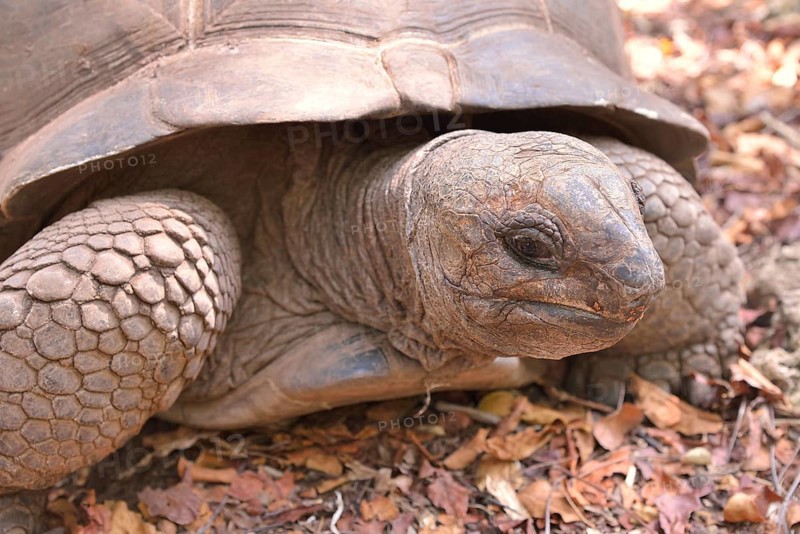 Aldabra Giant Tortoise (Aldabrachelys gigantea), Changuu Island, Zanzibar Archipelago, Tanzania, Africa