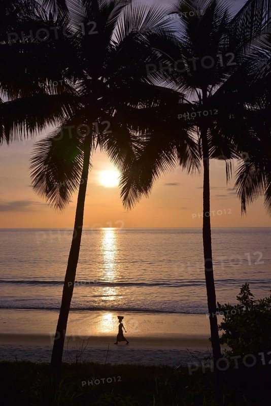Palm trees at sunset, Tokeh Beach, Tokeh, Western Area Region, Sierra Leone, Africa