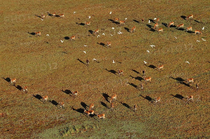 Aerial view, Black lechwes (Kobus leche smithemani), Bangweulu Swamps, Luapula Province, Zambia, Africa