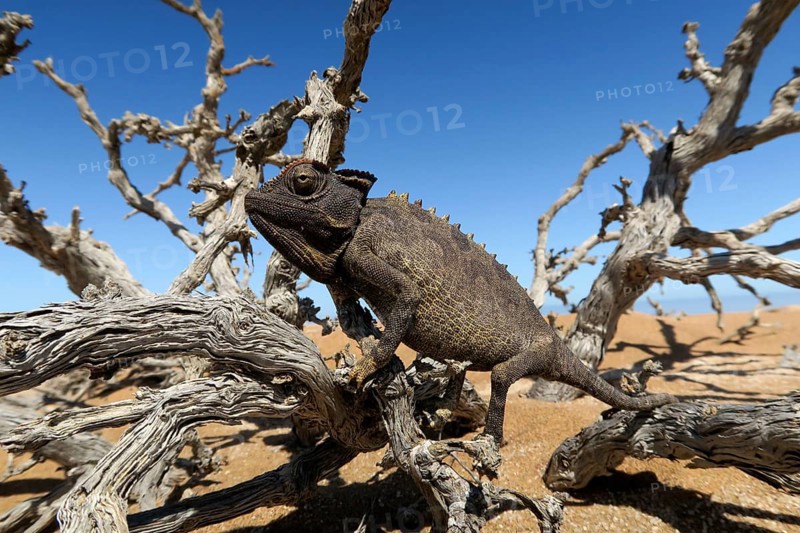 Namaqua Chameleon (Chamaeleo namaquensis), Namib Desert in Swakopmund, Namibia, Africa