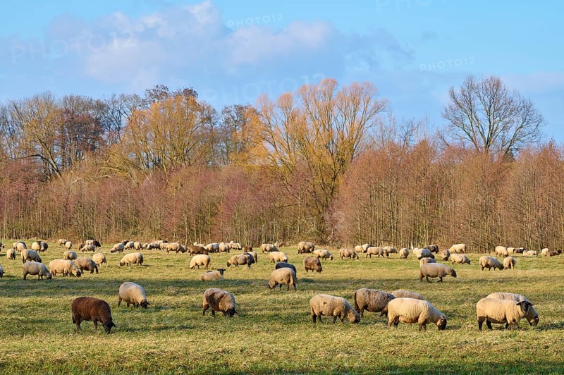 Landscape with flock of sheep, Reinheim, Darmstadt-Dieburg, Hesse, Germany, Europe