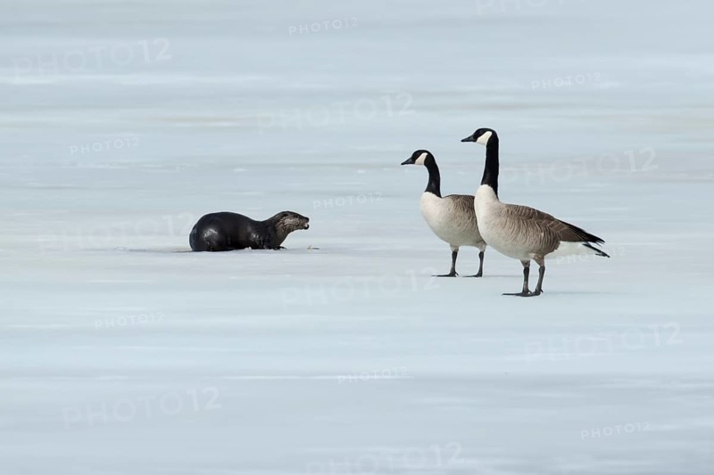 North American river otter -Lontra canadensis- and canada geese -branta canadensis- standing on a frozen lake