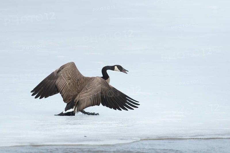 Canada goose standing on a frozen lake. Branta canadensis. Goose with agressive display. Goose chasing other goose