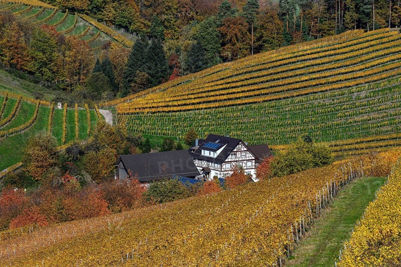 Half-timbered house between autumnally coloured vines, near Durbach, Ortenaukreis, Black Forest, Baden-Württemberg, Germany, Europe