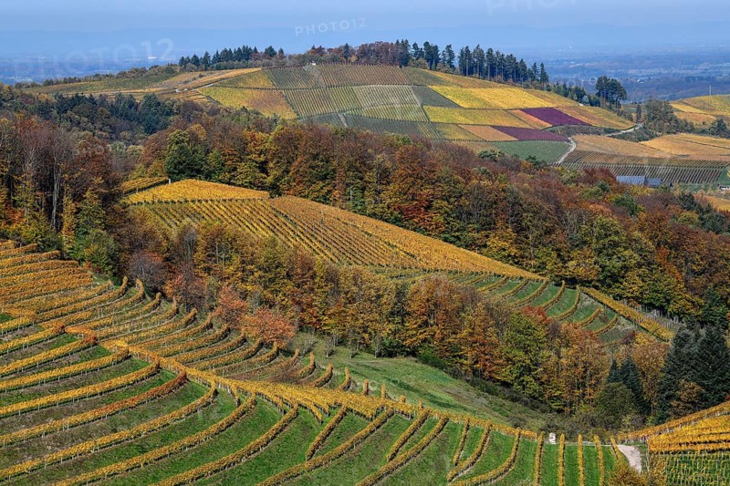 Landscape with autumnal coloured vineyards, near Durbach, Ortenaukreis, Black Forest, Baden-Württemberg, Germany, Europe