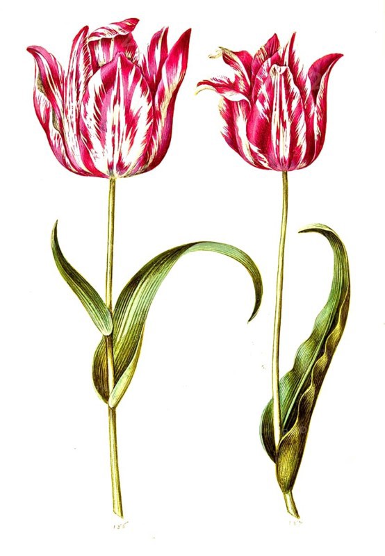 Garden tulip (Tulipa) gesneriana, Historic, digitally enhanced reproduction of an original from the period