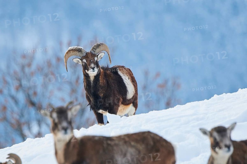European mouflon (Ovis aries musimon) ram on a snowy meadow in the mountains in tirol, Kitzbühel, Wildpark Aurach, Austria, Europe