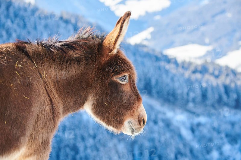 Domestic donkeys (Equus asinus asinus) portrait, snow, winter in tirol, Kitzbühel, Wildpark Aurach, Austria, Europe