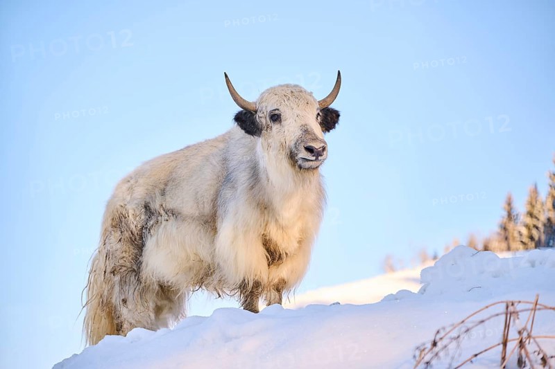 Domestic yak (Bos grunniens) on a snowy meadow in the mountains in tirol, Kitzbühel, Wildpark Aurach, Austria, Europe