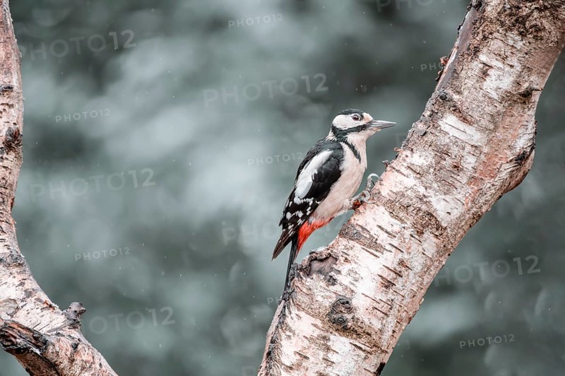Great spotted woodpecker (Dendrocopos major), in the rain, sitting on a thick light branch on the left side, looking to the right, background bright and blurred with bokeh circles, Overijssel, Netherlands
