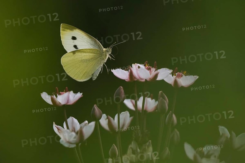 Small white (Pieris rapae) approaching flowering rush (Butomus umbellatus), Hesse, Germany, Europe
