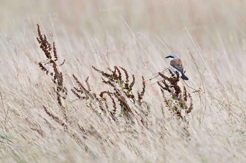 Red-backed Shrike (Lanius collurio), Emsland, Lower Saxony, Germany, Europe