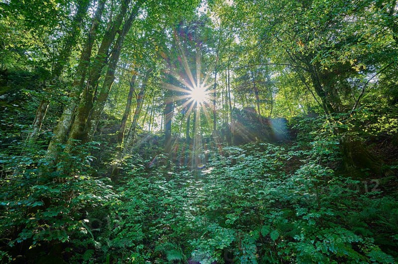 Forest, Deciduous forest, Sun, Summer, Rakov Skocjan valley, Cerknica, Carniola, Slovenia, Europe