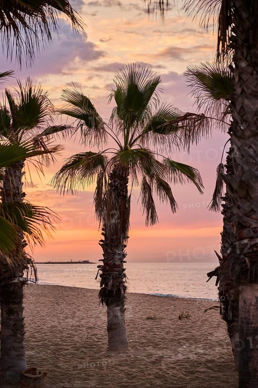 Mexican fan palm (Washingtonia robusta) at sunrise growing on a beach near Tarragona, Catalonia, Spain, Europe