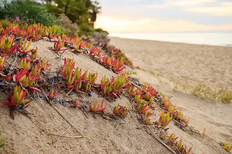 Hottentot-fig (Carpobrotus edulis) growing on a beach near Tarragona, Catalonia, Spain, Europe