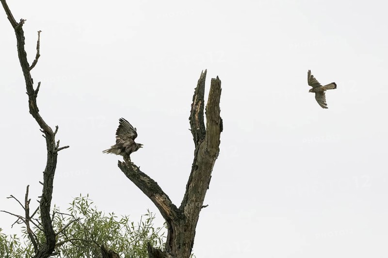 Common kestrel (Falco tinnunculus) attacks steppe buzzard (Buteo buteo), Hesse, Germany, Europe
