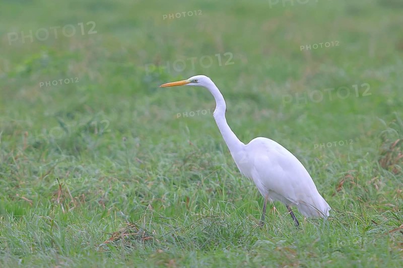 Great egret (Egretta alba), foraging in a meadow, Lembruch, Dümmer nature park Park, Lower Saxony, Germany, Europe