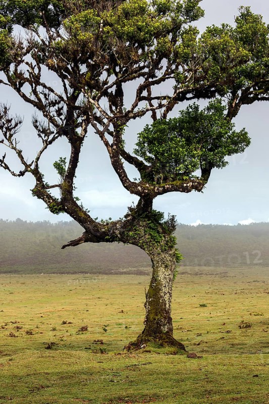 Laurel tree overgrown with moss and plants, old laurel forest (Laurisilva), stinkwood (Ocotea foetens), UNESCO World Heritage Site, Fanal, Madeira, Portugal, Europe