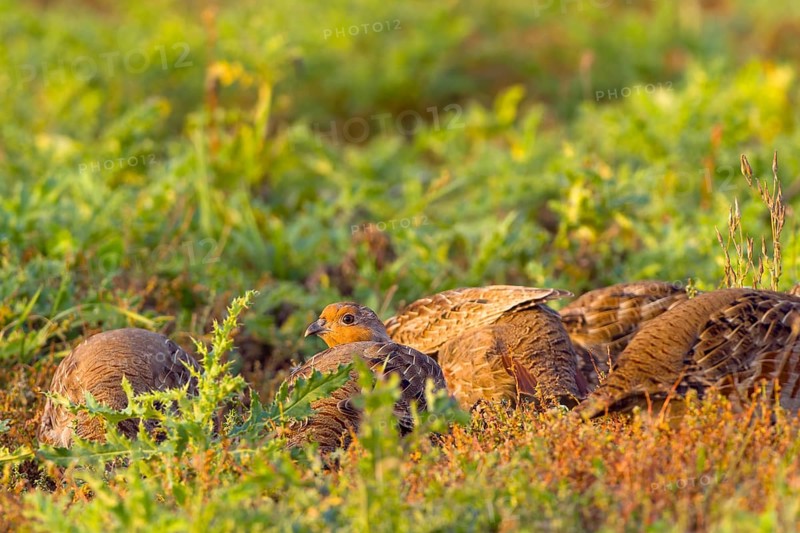 Gray partridges (Perdix perdix), family group (chain) on a fallow land, Solms, Hesse, Germany, Europe