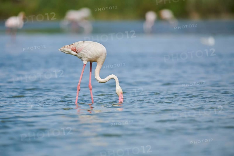 Greater Flamingo (Phoenicopterus roseus) standing in the water, Parc Naturel Regional de Camargue, France, Europe