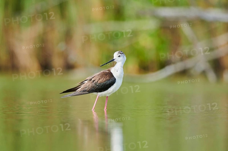 Black-winged stilt (Himantopus himantopus) standing in the water, Camargue, France, Europe