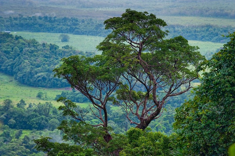 Tree, flora, rainforest, jungle, tropical forest, tropics, rain, nature, landscape, Daintree National Park, Queensland, Australia, Oceania