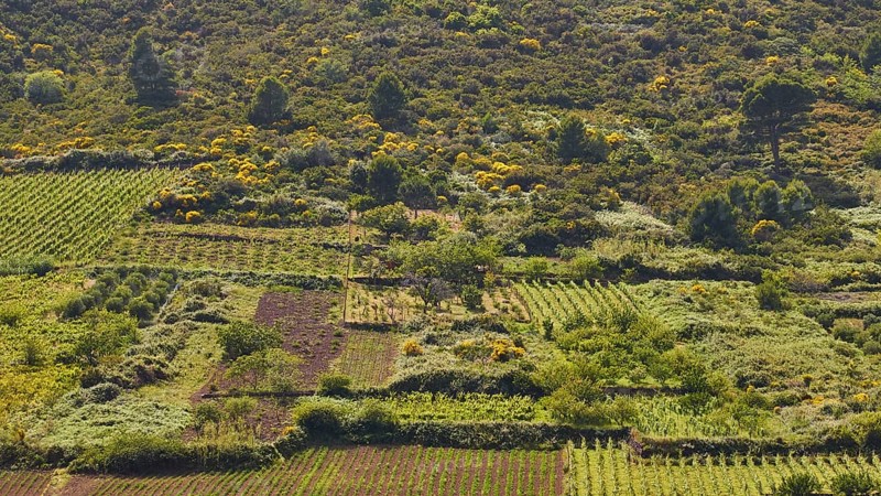 Vineyards, fields, trees, green cultivated landscape, Valdichiesa, Monte dei Porri, Salina, Aeolian Islands, Sicily, Italy, Europe