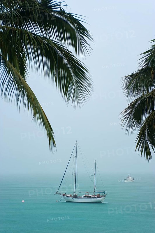 Sailboat and palm trees in bad weather, travel, holiday, weather, bad, tropical storm, rain, cloudy, gloomy, Australia, Oceania