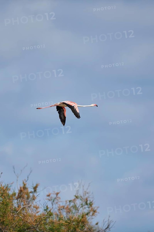 Greater Flamingo (Phoenicopterus roseus), flying in the sky, Parc Naturel Regional de Camargue, France, Europe