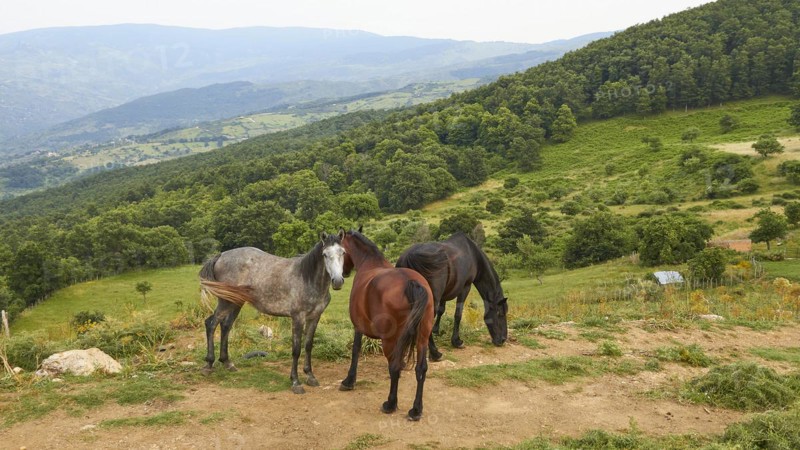 Horses, pasture, grove, trees, green hill, Nebrodi National Park, Sicily, Italy, Europe