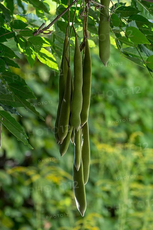 Seed pods of Chinese chinese wisteria (Wisteria sinensis), Bavaria, Germany, Europe