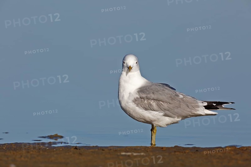 Common gull (Larus canus), resting in the water, Lower Saxony Wadden Sea National Park, East Frisian Islands, Lower Saxony, Germany, Europe