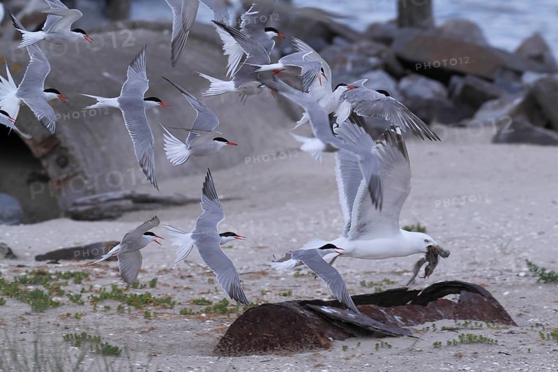 Common Tern (Sterna hirundo), joint predation defence in the colony, european herring gull (Larus argentatus) preys on chicks, Lower Saxon Wadden Sea National Park, East Frisian Islands, Lower Saxony, Germany, Europe