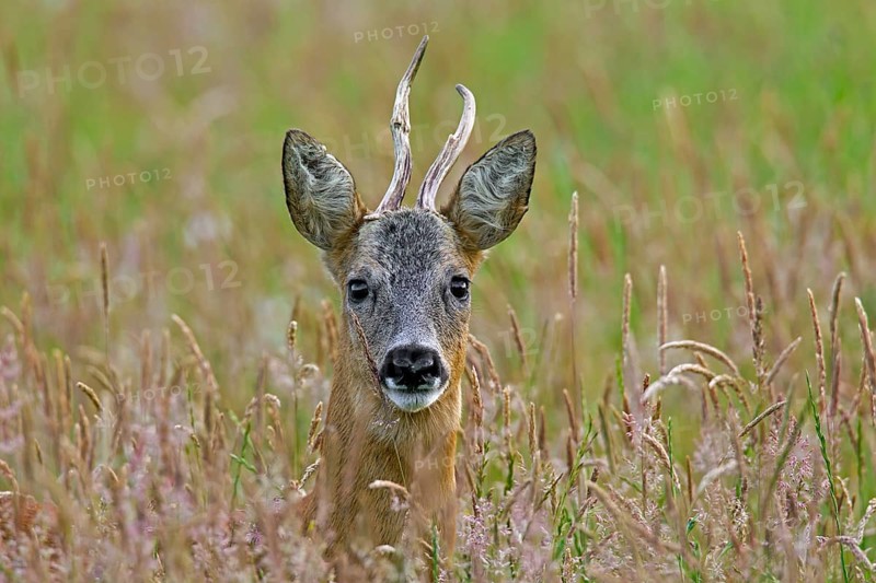 European roe deer (Capreolus capreolus) with deformed antlers in a maize field in June