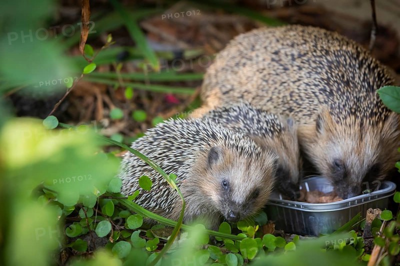 Hedgehog mother with young in the living environment of humans. A near-natural garden is a good habitat for hedgehogs, young hedgehogs can also be fed to give them a better chance of survival for hibernation, Bannewitz, Saxony, Germany, Europe