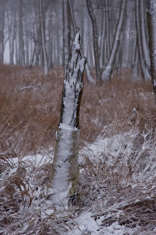 First snow in the Eastern Ore Mountains too