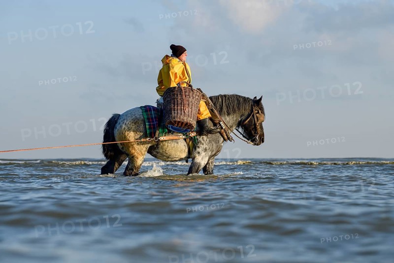 Horse fishermen catching Brown shrimp (Crangon crangon), Koksijde, North Sea coast, province of West Flanders, Belgium, Europe