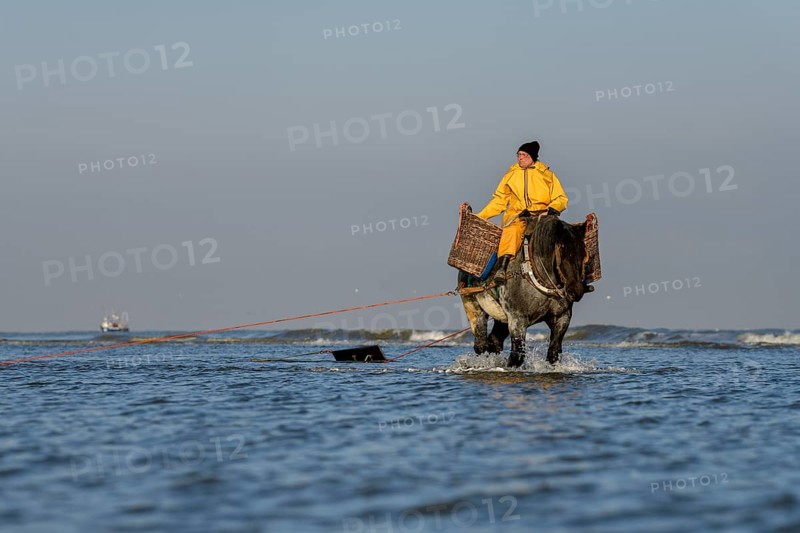 Horse fishermen catching Brown shrimp (Crangon crangon), Koksijde, North Sea coast, province of West Flanders, Belgium, Europe