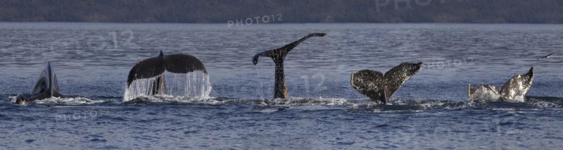 Humpback whale (Megaptera novaeangliae), Strait of Magellan, Patagonia, Chile, South America