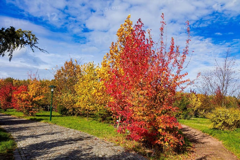 The Forest Botanical Garden Tharandt is an institution of the Technical University of Dresden and at the same time the Saxon State Arboretum. It houses single stem woody plants and has been greatly expanded since 1997 to include North American forest formations